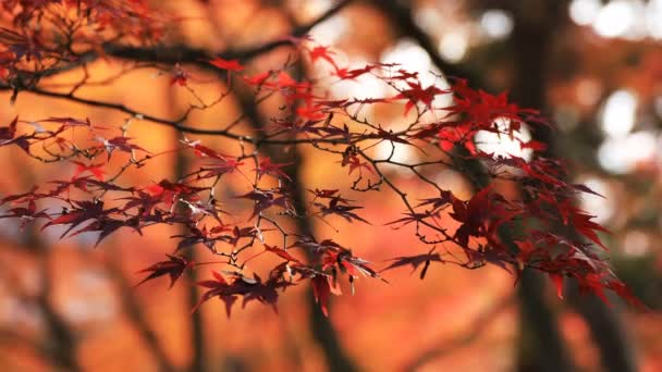 Rode bladeren in de herfst bij Bishamondou in Kyoto-Yamashina district sluiten schot — Stockvideo