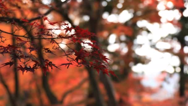 Folhas vermelhas no outono em Bishamondou no distrito de Yamashina em Kyoto tiro de perto — Vídeo de Stock