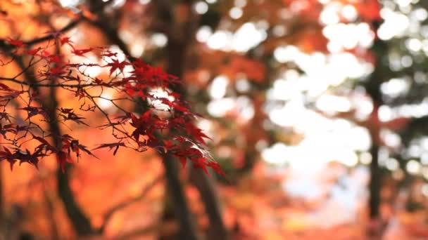 Rode bladeren in de herfst bij Bishamondou in Kyoto-Yamashina district sluiten schot — Stockvideo