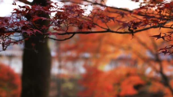 Rote Blätter im Herbst bei bishamondou im Yamashina District in Kyoto Nahaufnahme — Stockvideo