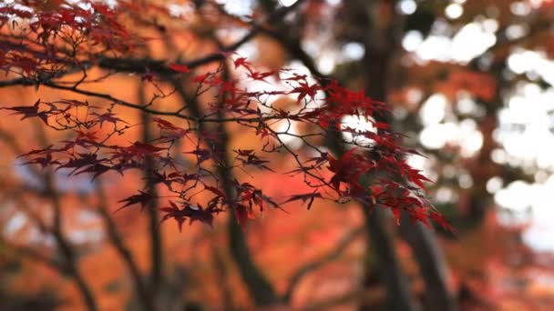 Folhas vermelhas no outono em Bishamondou no distrito de Yamashina em Kyoto tiro de perto — Vídeo de Stock