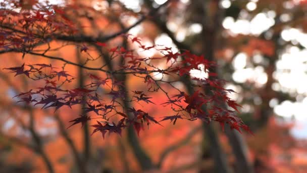 Hojas rojas en otoño en Bishamondou en el distrito Yamashina en Kioto — Vídeos de Stock