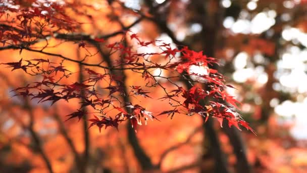 Hojas rojas en otoño en Bishamondou en el distrito Yamashina en Kioto — Vídeos de Stock