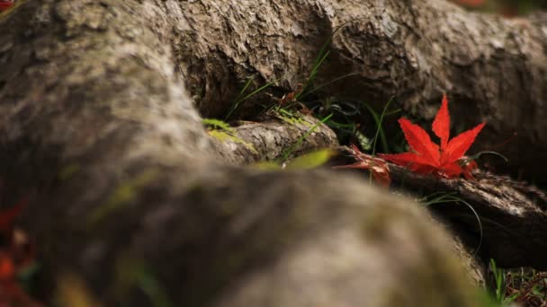 Red parte in autunno a Bishamondou nel distretto di Yamashina a Kyoto close shot — Video Stock