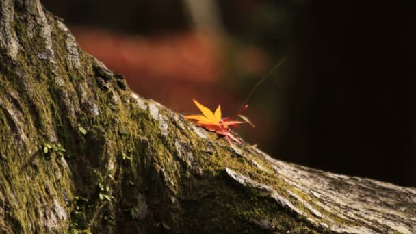 Červené listy na podzim na Bishamondou v okrese Yamashiny v Kjótu zavřete shot — Stock video