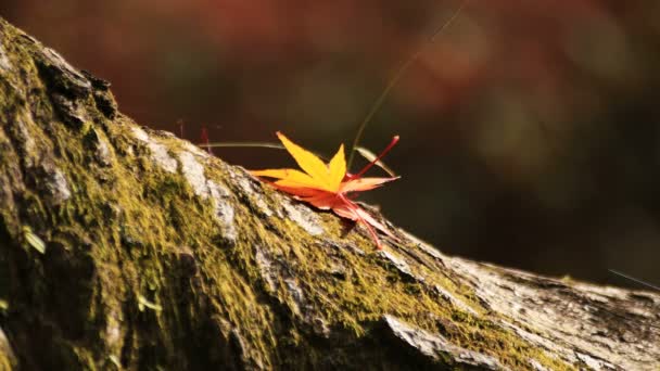 京都の山科地区で Bishamondou で秋は紅葉ショットを閉じる — ストック動画