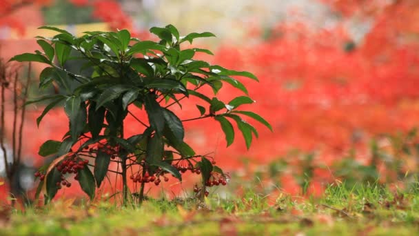 Feuilles rouges en automne à Bishamondou dans le quartier Yamashina à Kyoto close shot — Video