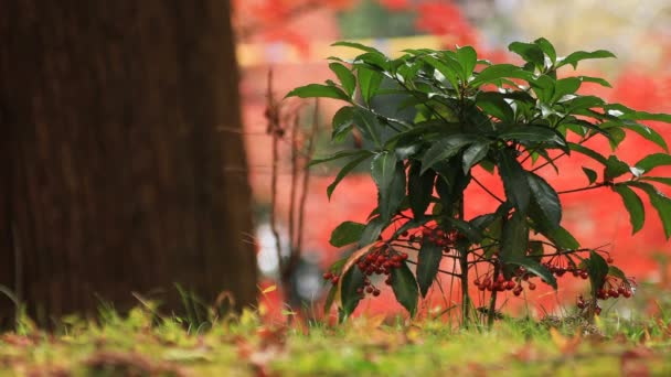 Rode bladeren in de herfst bij Bishamondou in Kyoto-Yamashina district sluiten schot — Stockvideo