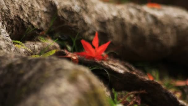 Folhas vermelhas no outono em Bishamondou no distrito de Yamashina em Kyoto tiro de perto — Vídeo de Stock