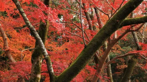 Červené listy na podzim v Bishamondou v okrese Yamashiny v Kjótu uprostřed záběru — Stock video