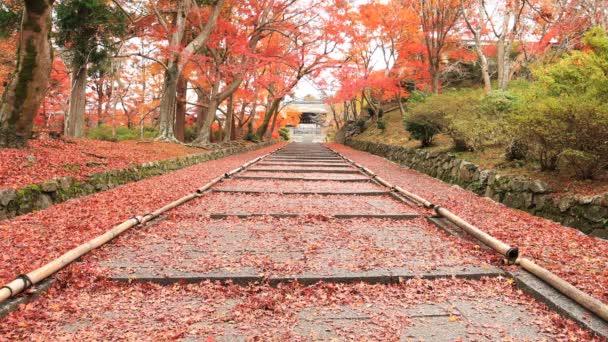 Hojas rojas en otoño en Bishamondou en el distrito Yamashina en Kyoto tiro medio — Vídeos de Stock