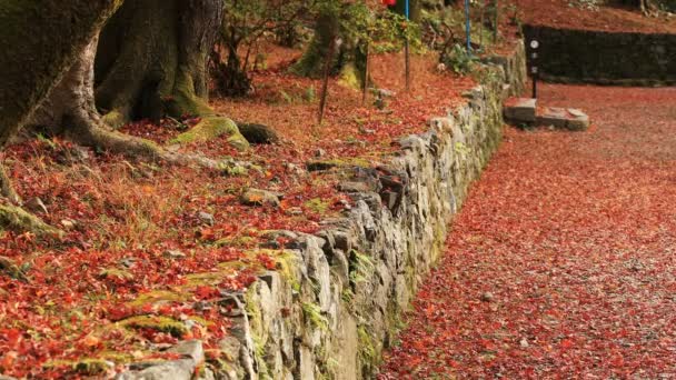 Červené listy na podzim v Bishamondou v okrese Yamashiny v Kjótu uprostřed záběru — Stock video