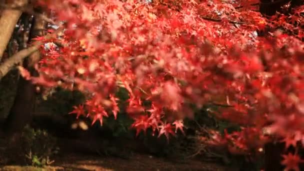 Hojas rojas en otoño en Bishamondou en el distrito Yamashina en Kyoto tiro medio — Vídeo de stock