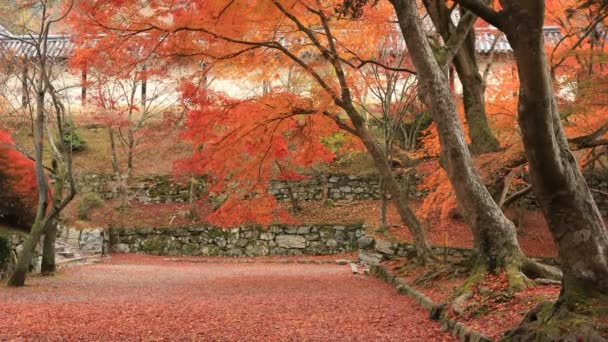 Hojas rojas en otoño en Bishamondou en el distrito Yamashina en Kyoto tiro medio — Vídeo de stock