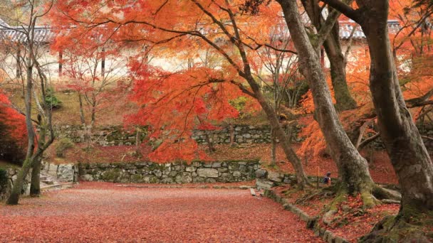 Röda blad under hösten på Bishamondou på Yamashina district i Kyoto mellersta skott — Stockvideo