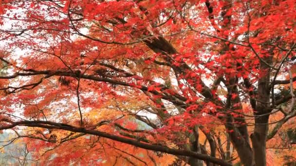 Kırmızı Bishamondou Kyoto orta çekimde Yamashina District, sonbaharda yaprakları — Stok video