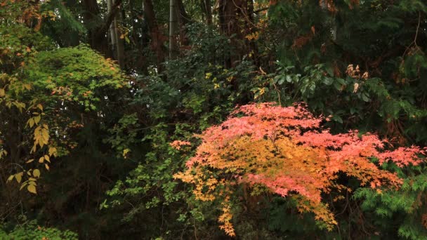 Rode bladeren in de herfst op Bishamondou op de middelste schot van de Kyoto-Yamashina district — Stockvideo