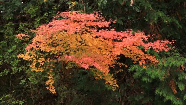 Rode bladeren in de herfst op Bishamondou op de middelste schot van de Kyoto-Yamashina district — Stockvideo