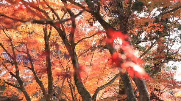 Röd Lämnar Höst Japanska Templet Kyoto Dess Höst Yamashina Kyoto — Stockvideo