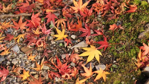 Folhas vermelhas no outono em Bishamondou no distrito de Yamashina em Kyoto tiro do meio — Vídeo de Stock