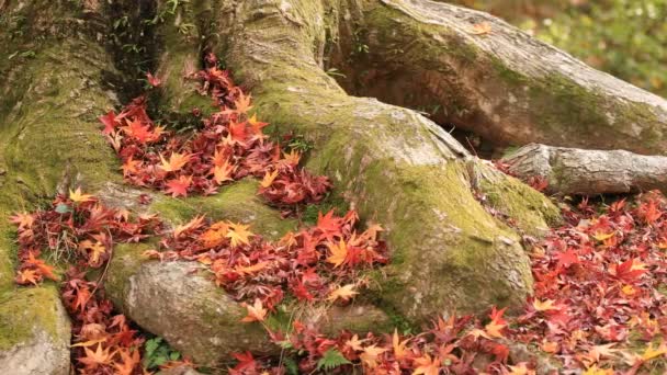 Foglie rosse in autunno a Bishamondou nel distretto di Yamashina a Kyoto colpo medio — Video Stock