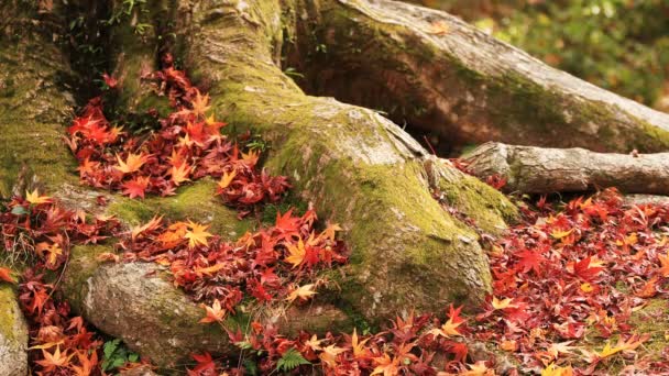 京都で日本のお寺では 秋の紅葉します そので 京都市山科区 2018 赤葉の秋山科地区で Bishamondou カメラ キヤノン Eos — ストック動画