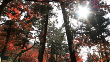 Kırmızı Bishamondou Kyoto orta çekimde Yamashina District, sonbaharda yaprakları