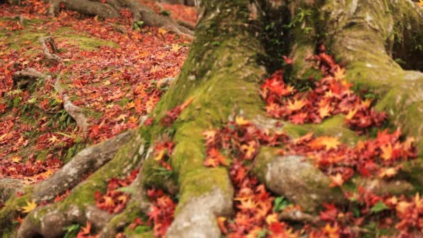 Rode bladeren in de herfst op Bishamondou op de middelste schot van de Kyoto-Yamashina district — Stockvideo