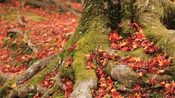 Hojas rojas en otoño en Bishamondou en el distrito Yamashina en Kyoto tiro medio — Vídeo de stock