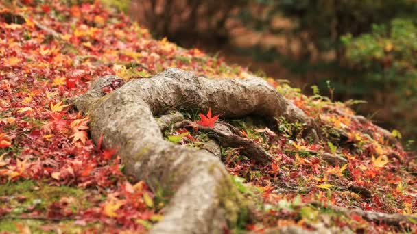 Rode bladeren in de herfst op Bishamondou op de middelste schot van de Kyoto-Yamashina district — Stockvideo