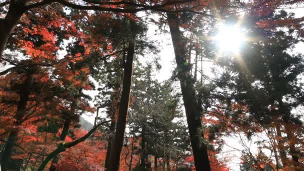 Червоні листя восени в Bishamondou в Yamashina районі м. Кіото середнього постріл — стокове відео