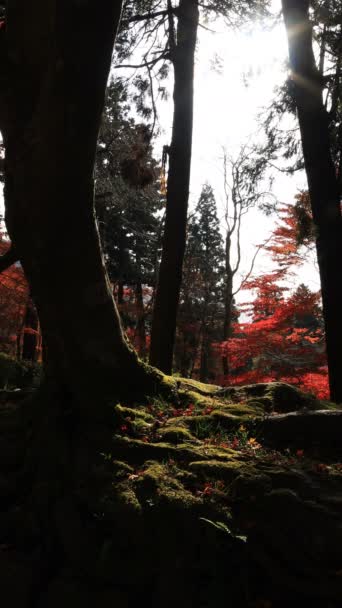 Folhas vermelhas no outono em Bishamondou no distrito de Yamashina em Kyoto vertical — Vídeo de Stock