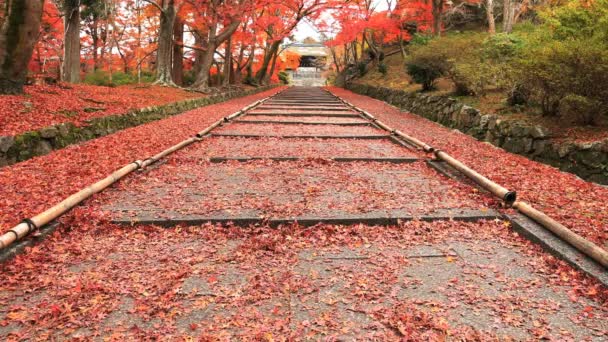 Folhas vermelhas no outono em Bishamondou no distrito de Yamashina em Kyoto tiro largo — Vídeo de Stock