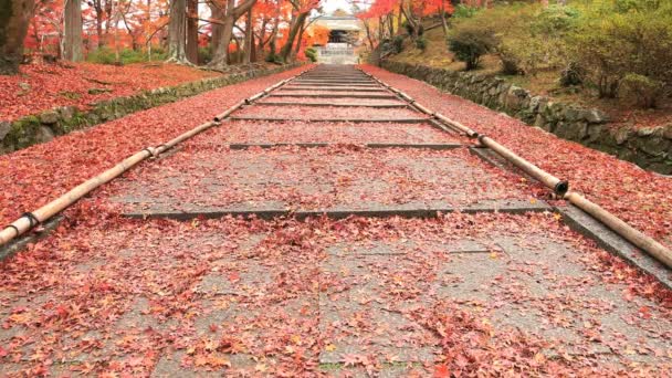 京都で日本のお寺では 秋の紅葉します そので 京都市山科区 2018 赤葉の秋山科地区で Bishamondou カメラ キヤノン Eos — ストック動画