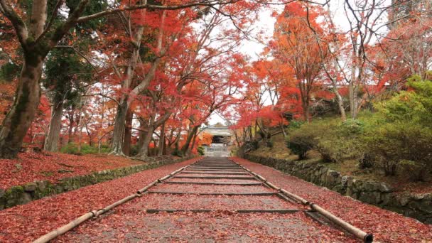 Hojas rojas en otoño en Bishamondou en el distrito de Yamashina en Kyoto tiro ancho — Vídeo de stock