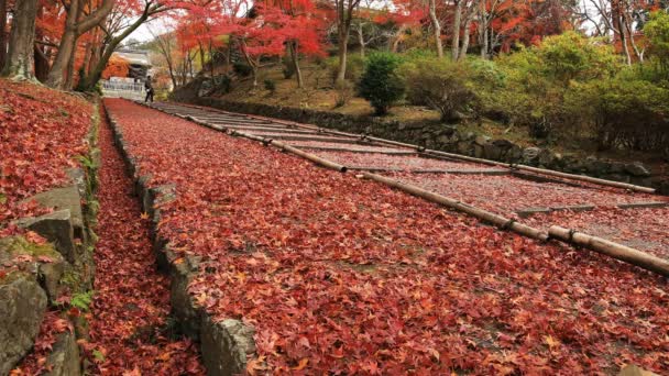 ワイド ショット京都山科地区で Bishamondou で秋の紅葉します。 — ストック動画