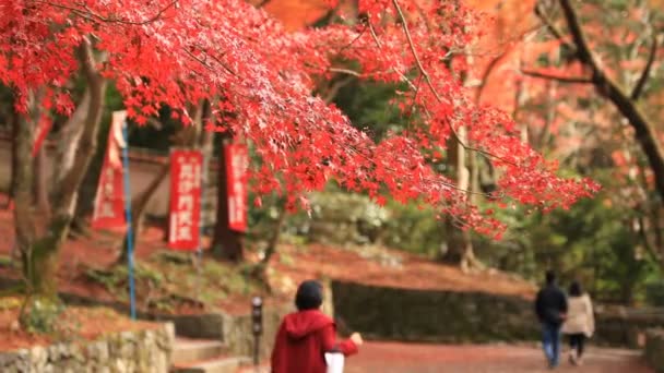 Folhas vermelhas no outono em Bishamondou no distrito de Yamashina em Kyoto tiro largo — Vídeo de Stock