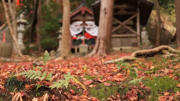 Red laat in de herfst bij Bishamondou in Yamashina district in Kyoto breed schot — Stockvideo