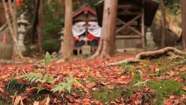 Folhas vermelhas no outono em Bishamondou no distrito de Yamashina em Kyoto tiro largo — Vídeo de Stock