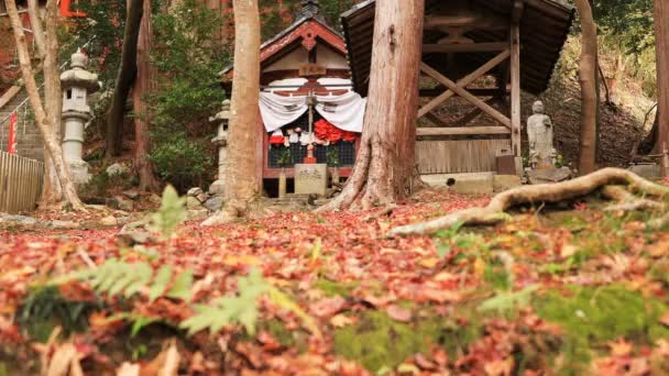 Feuilles rouges en automne à Bishamondou dans le quartier Yamashina à Kyoto plan large — Video