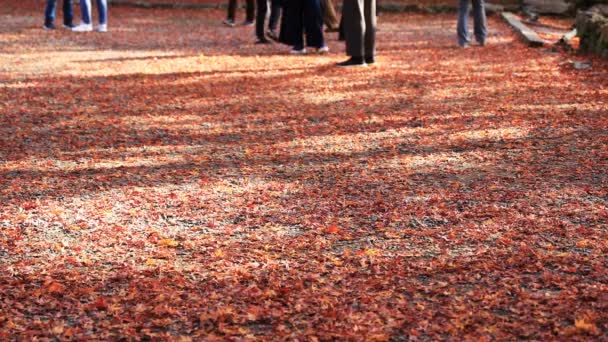 Parti del corpo di persone su foglie rosse a Bishamondou nel distretto di Yamashina a Kyoto — Video Stock