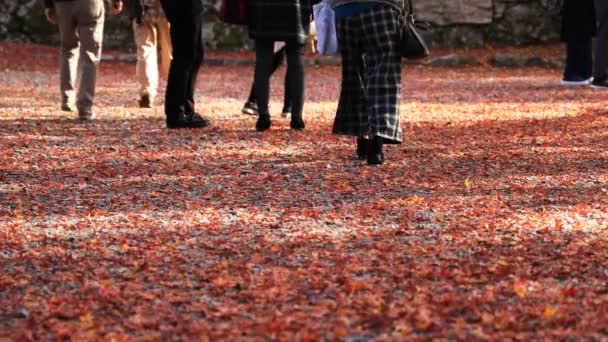 Partes do corpo de pessoas em folhas vermelhas em Bishamondou no distrito de Yamashina, em Kyoto — Vídeo de Stock