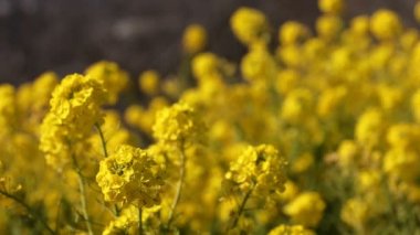 Shounan Kanagawa Azumayama Park'ta kanola Çiçek Bahçesi. Shounan Kanagawa Japonya - 01.29.2018: Bu s kanola alan Kanagawa Garden. fotoğraf makinesi: Canon Eos 5d mark4