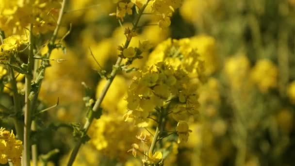 Méh és a repce virág Cao Kanagawa Azumayama Park területén — Stock videók