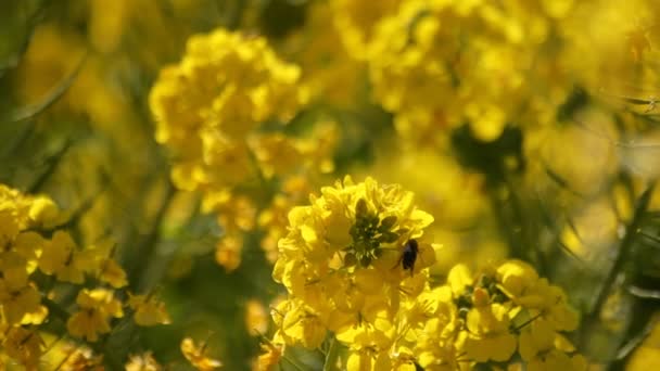 吾妻公園湘南神奈川でフィールドに蜂、菜種の花 — ストック動画