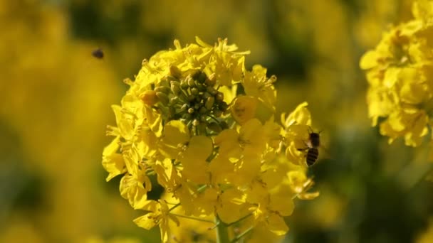 Flor de abeja y canola en el campo en el parque Azumayama en Shounan Kanagawa — Vídeos de Stock