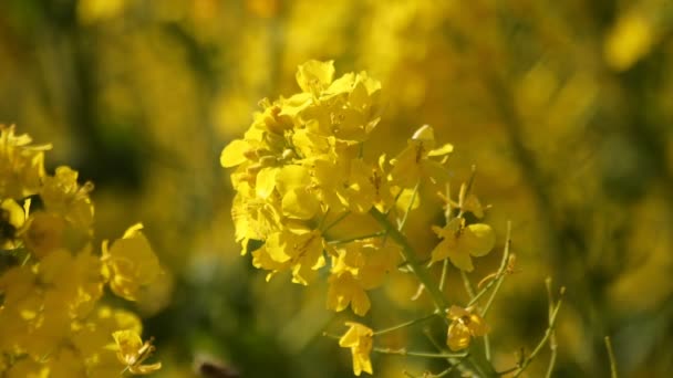 Bee en Canola bloem in het veld op Azumayama park in Shounan Kanagawa — Stockvideo