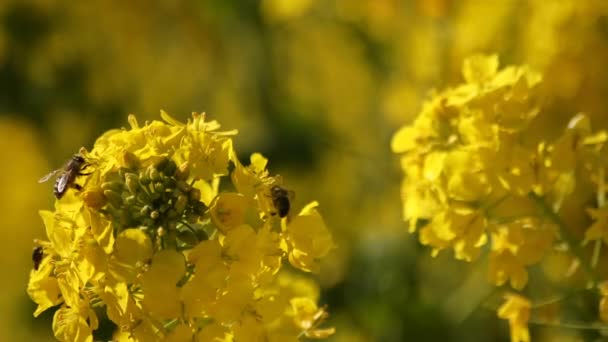 Μέλισσα και Canola λουλούδι στο πεδίο στο Azumayama park στο Shounan Kanagawa — Αρχείο Βίντεο