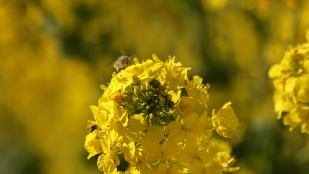 Μέλισσα και Canola λουλούδι στο πεδίο στο Azumayama park στο Shounan Kanagawa — Αρχείο Βίντεο