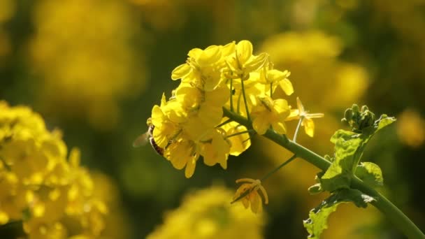 Flor de abeja y canola en el campo en el parque Azumayama en Shounan Kanagawa — Vídeo de stock